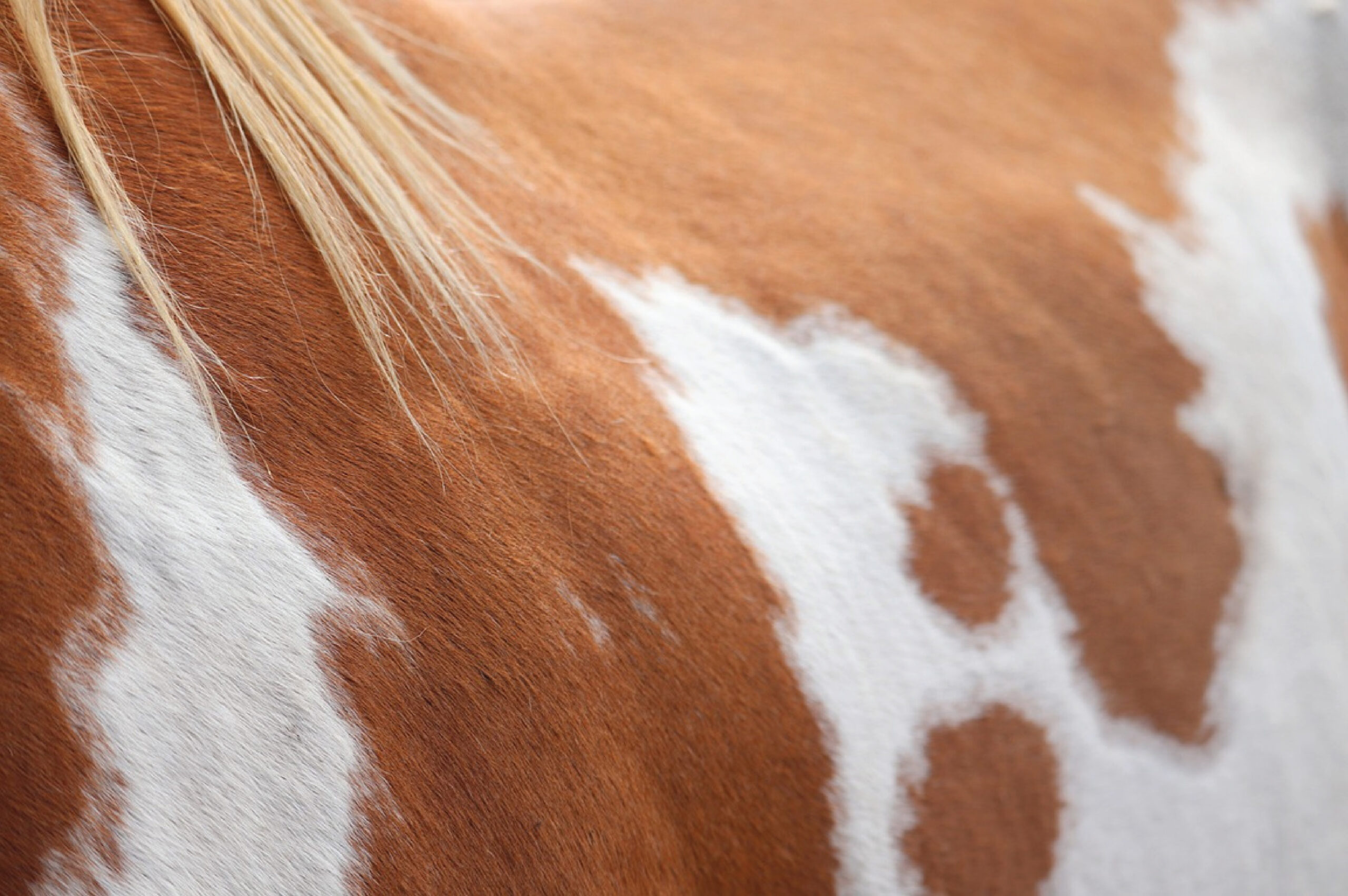 horse-side Top 5 Horse Breeds For Beginners